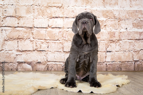 Grey, black and brown puppies breed Neapolitana Mastino. Dog handlers training dogs since childhood.