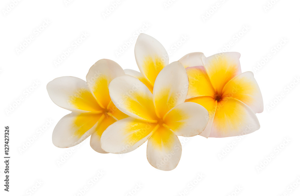 frangipani flower isolated frangipani flower isolated