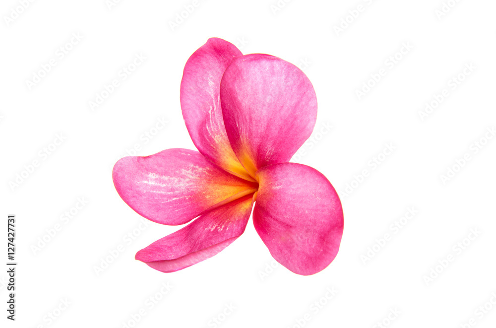 pink plumeria isolated