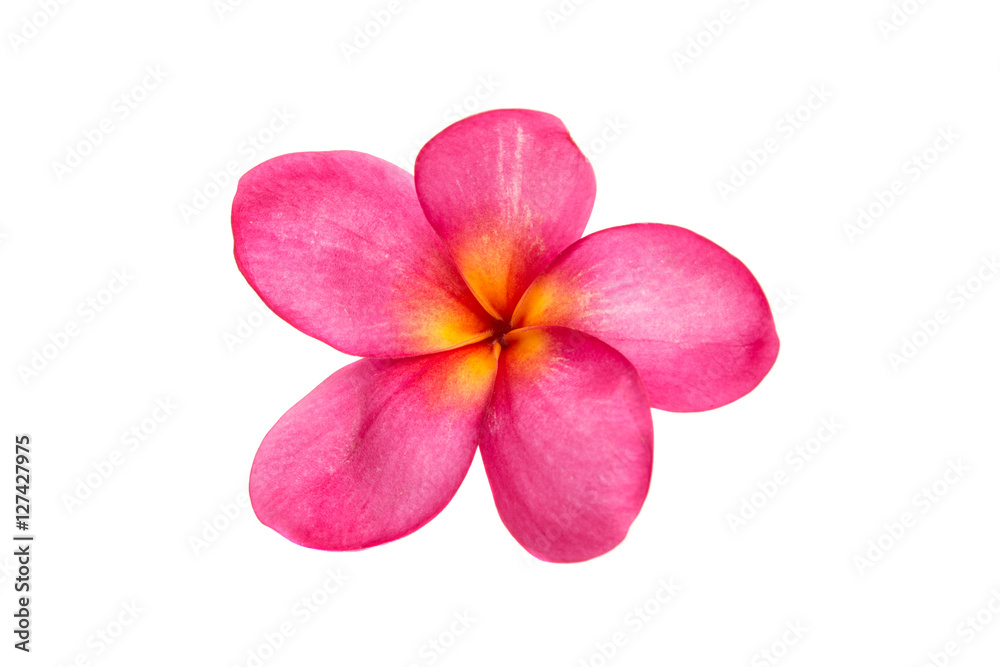 pink plumeria isolated pink plumeria isolated