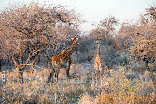 Young funny Namibian giraffe is curiously looking into photographer while his mother is going into savanna woodlands of Etosha National Park