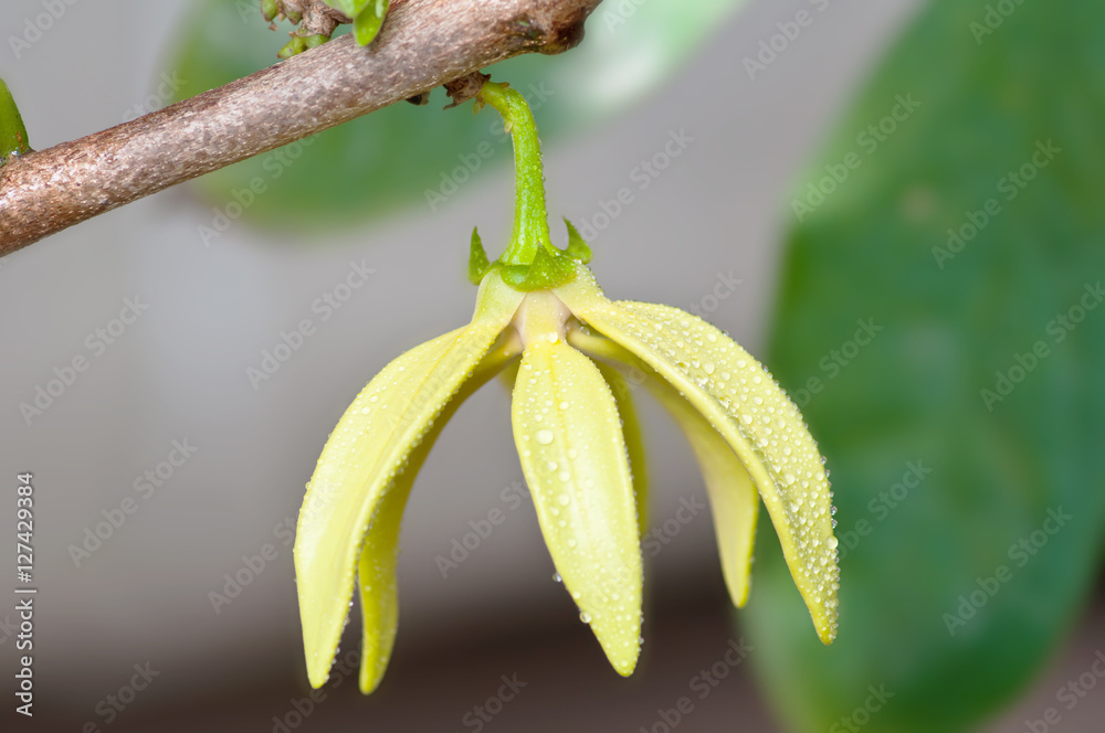 Ylang-Ylang Flowers on tree , Thailand Ylang-Ylang Flowers on tree , Thailand