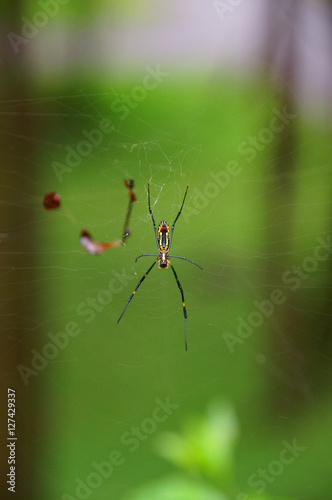 Spider on a spider web with a green rain forest background © Anucha S.