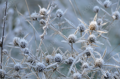 Samenstände einer Distelpflanze sind mit einer Eiskruste überzogen,gesamtansicht © funnyhill