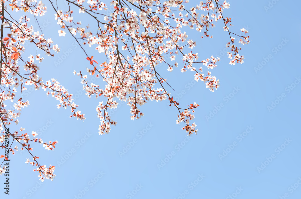 Springtime blooming branches of cherry tree Springtime blooming branches of cherry tree