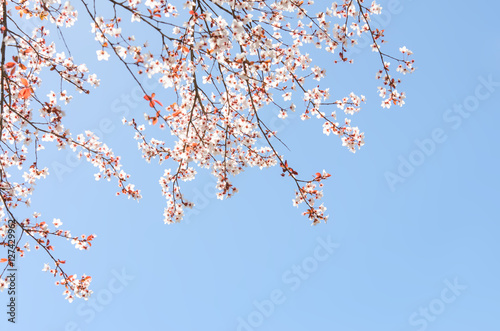 Springtime blooming branches of cherry tree