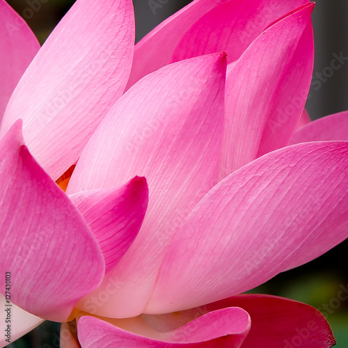 flor de loto