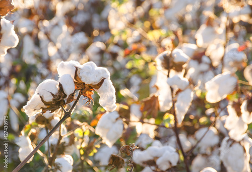 Cotton Field