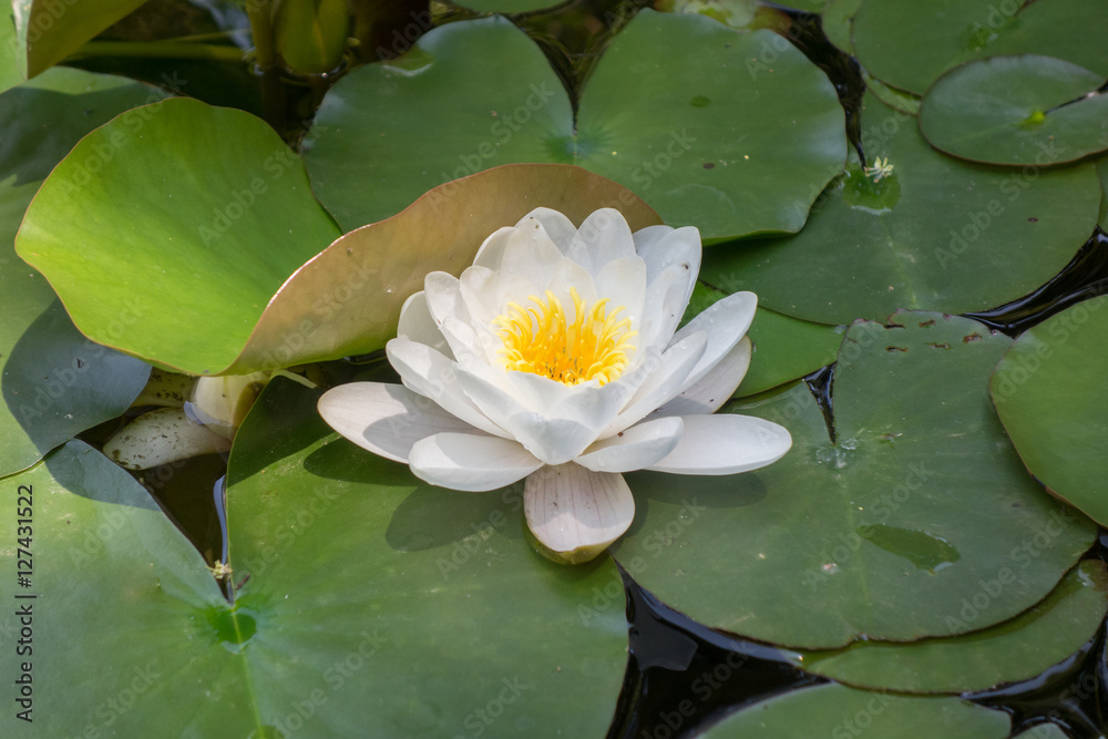 Beautiful water lily. Nymphaea alba Beautiful water lily. Nymphaea alba