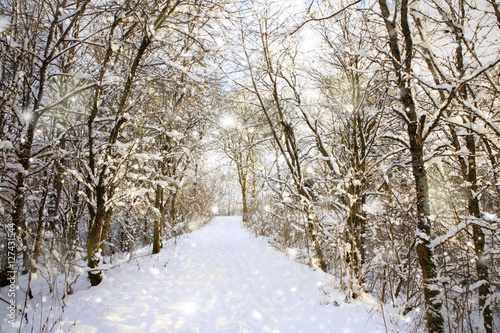 Winter forest and snowfall. © Swetlana Wall