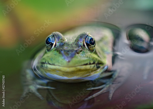 Frog Portrait