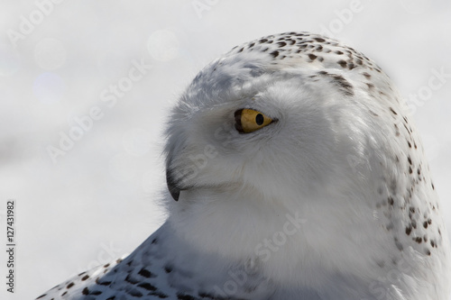 Snowy Owl © Jordan