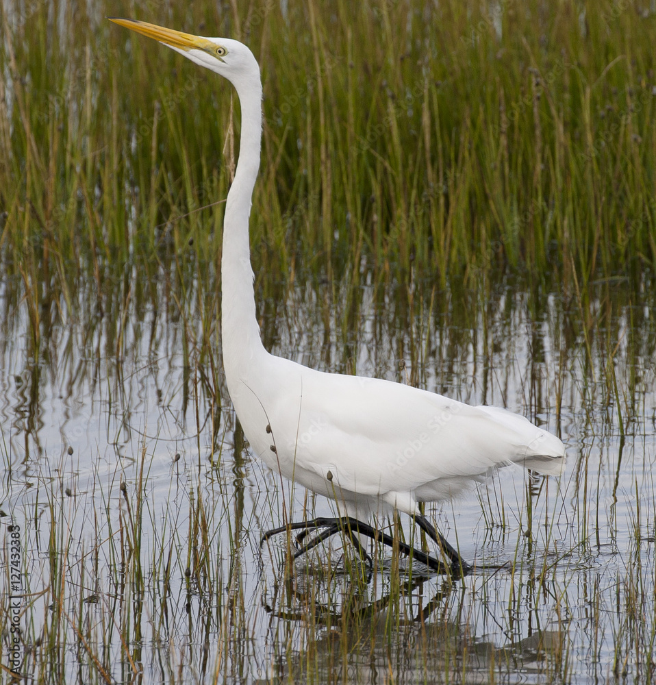 Fototapeta premium Egret on the move