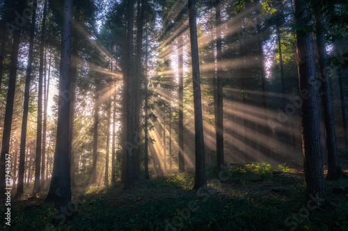 sun rays on forest