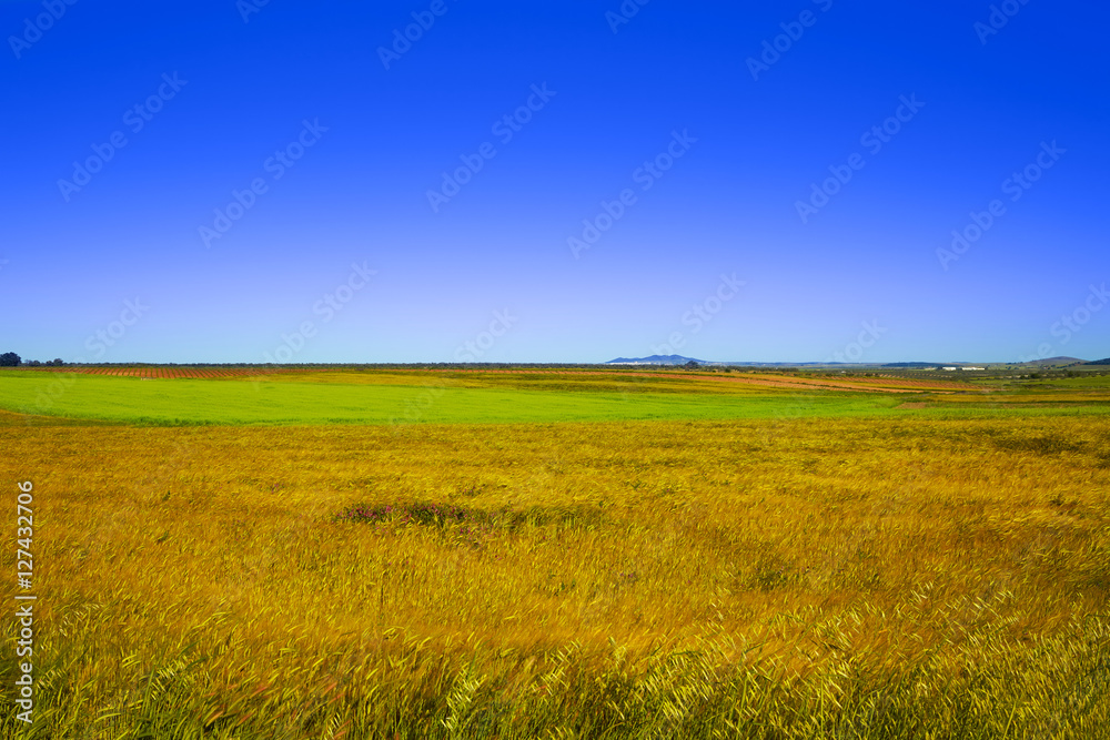 Cereal fields in Extremadura of Spain