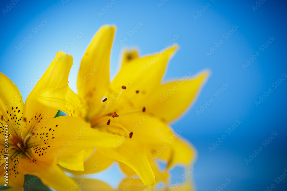 Obraz premium beautiful blooming lily