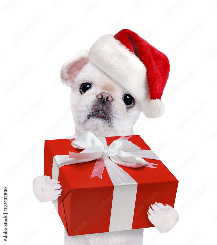 Dog in red Christmas hats with gift. Isolated on the white. Dog in red Christmas hats with gift. Isolated on the white.