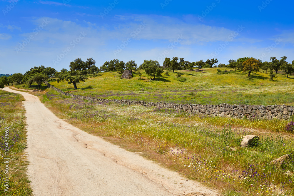 Fototapeta premium Via de la Plata way to Santiago Dehesas of Spain
