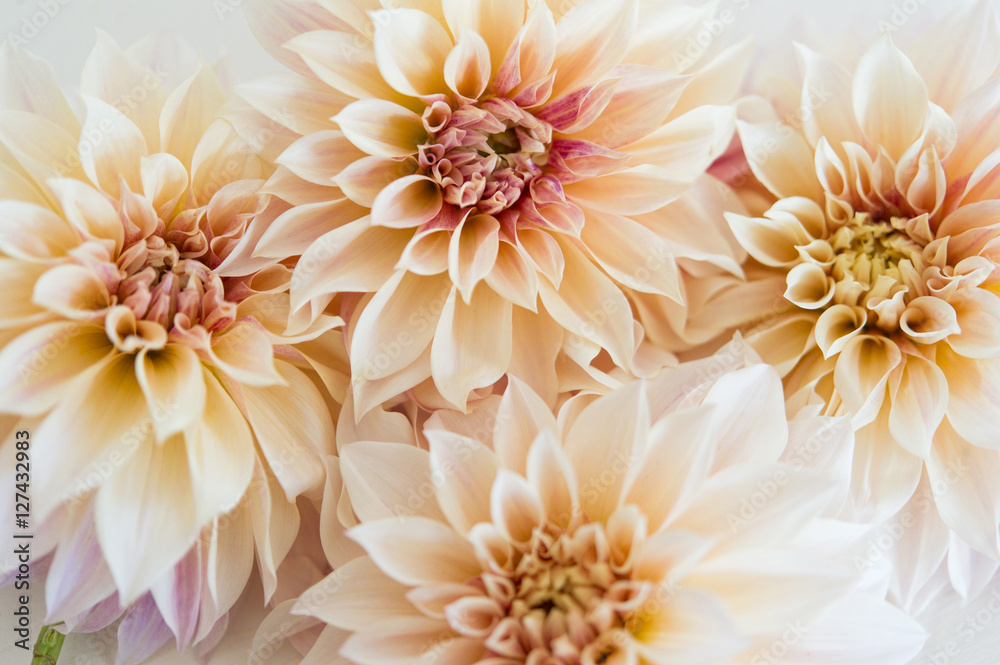 Dahlias Dahlias