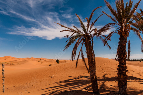 Palmen in der Sahara bei Merzouga  Erg Chebbi   Marokko 