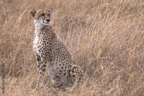 African cheetah photographed at Masai Mara National Reserve