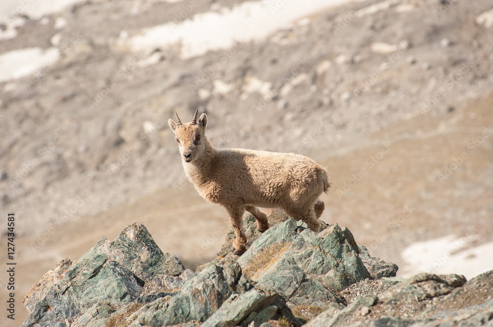 Naklejka premium Young alpine capricorn on a rock