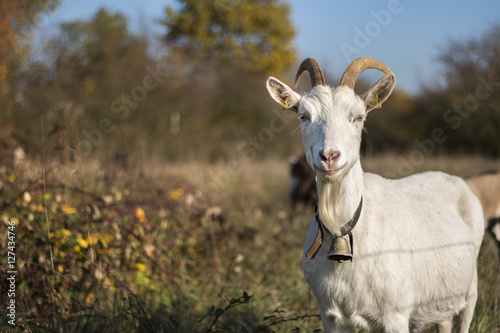 Autumn goat