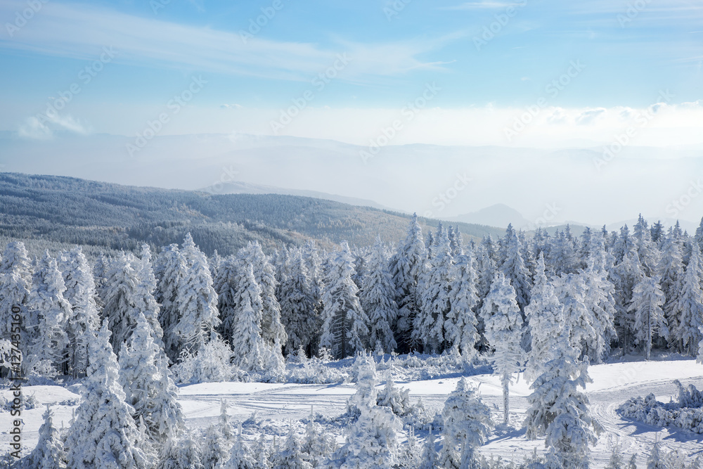 Dreamy winter forest