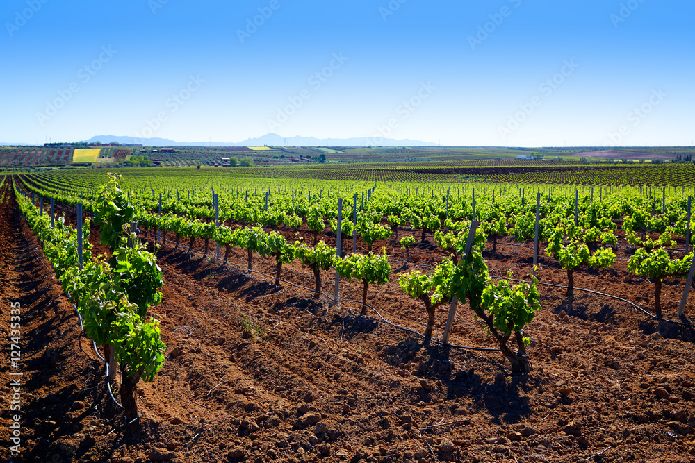 Ribera Guadiana vineyard Extremadura Spain