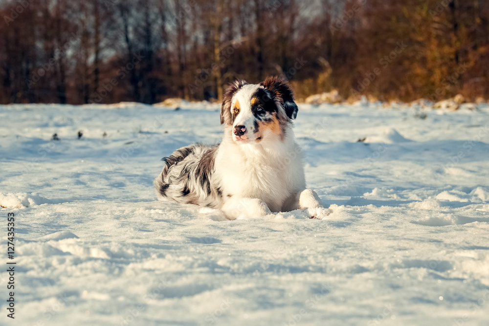 Australian Shepherd puppy in winter