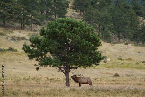 Bugling Elk