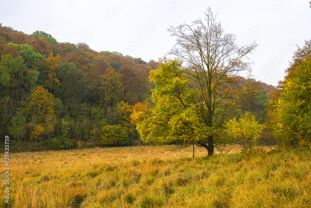 Herbstbaum auf der Weide
