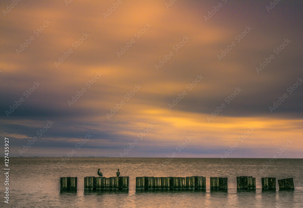 Pelican sunset