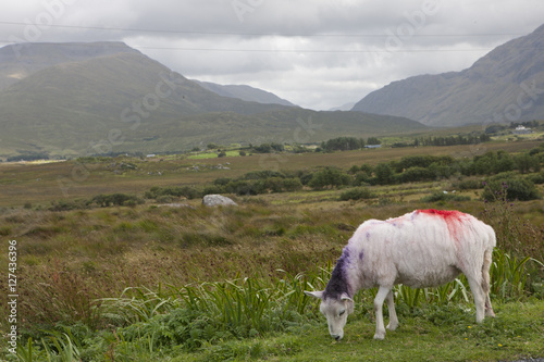 Sheep. Sheep in the moutains. Westcoast. Ireland