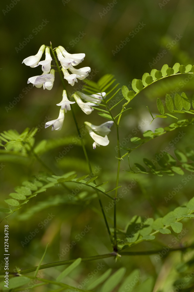 Obraz premium Vicia sylvatica