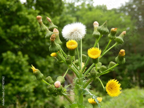 Fototapeta Sonchus asper (Prickly Sowthistle) showing all stages of development from bud to flower to seed stage