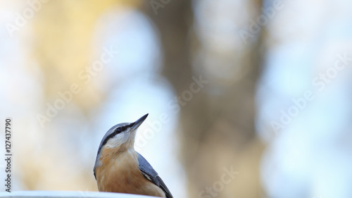 Nuthatch. It assumes that the danger can come from the top ..