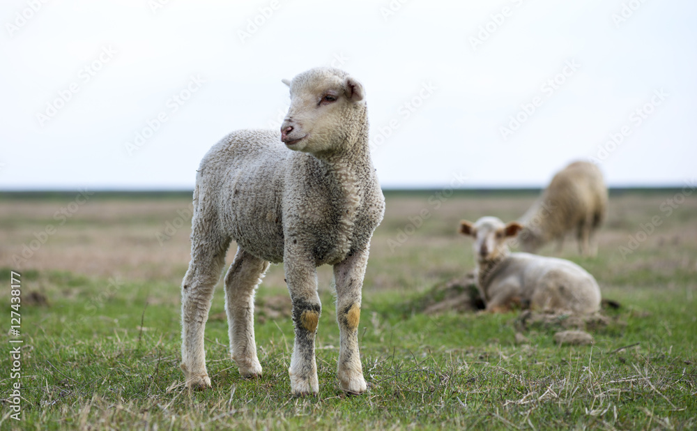 Fototapeta premium little lamb in the pasture