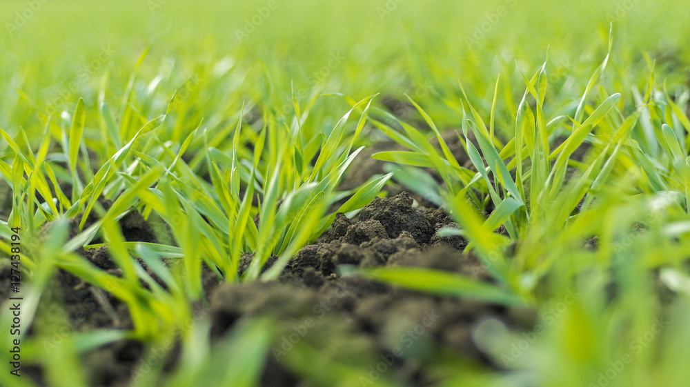 Obraz premium Young Wheat Sprouts Growing in the Field Close Up