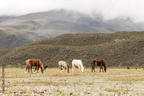 Wild horses of Volcano Cotopaxi National Park, Ecuador South America