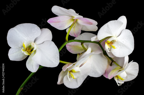 White orchid flower