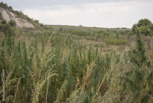 Field of wild hemp  Russia.