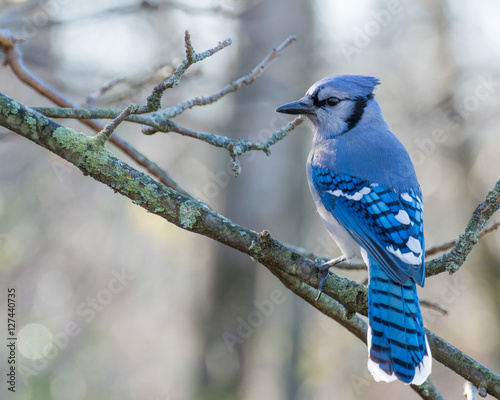 Photo Blue Jay Perched