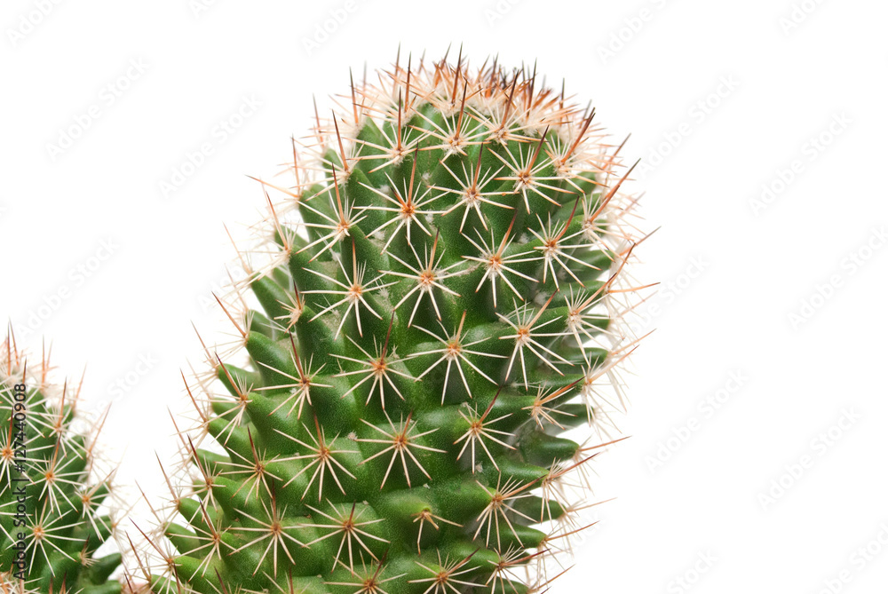 Cactus and long thorns close-up isolated on white background. Cactus and long thorns close-up isolated on white background.
