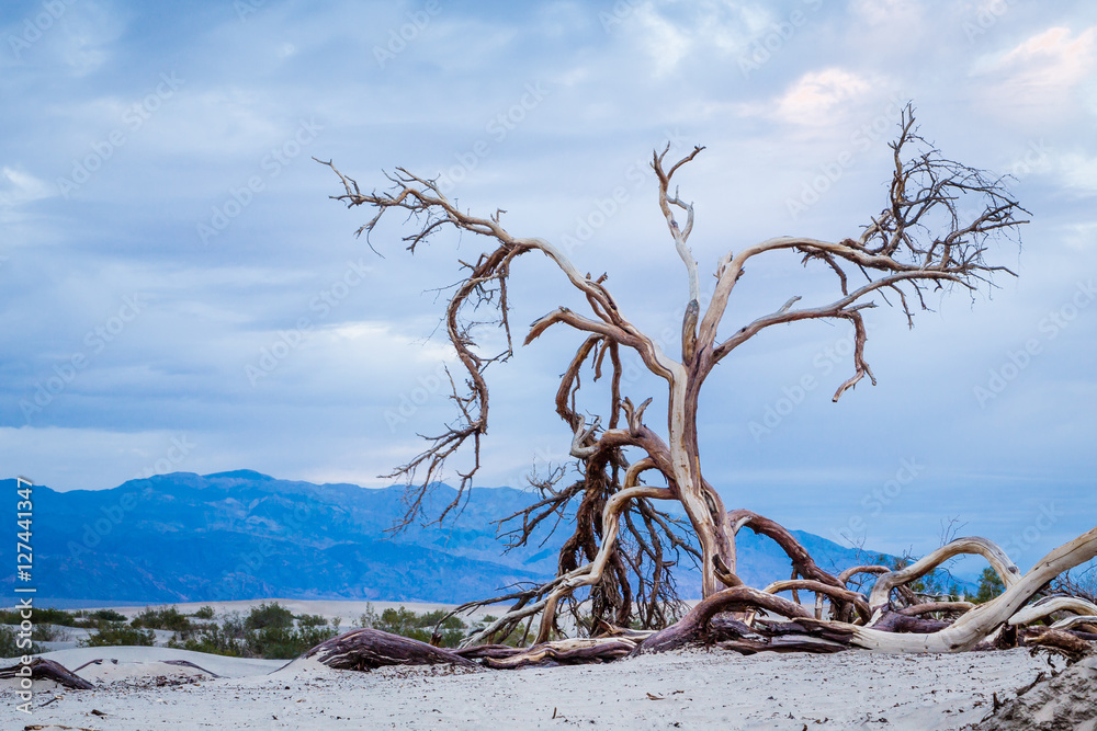 Lone Mesquite Tree  in Death Valley, California