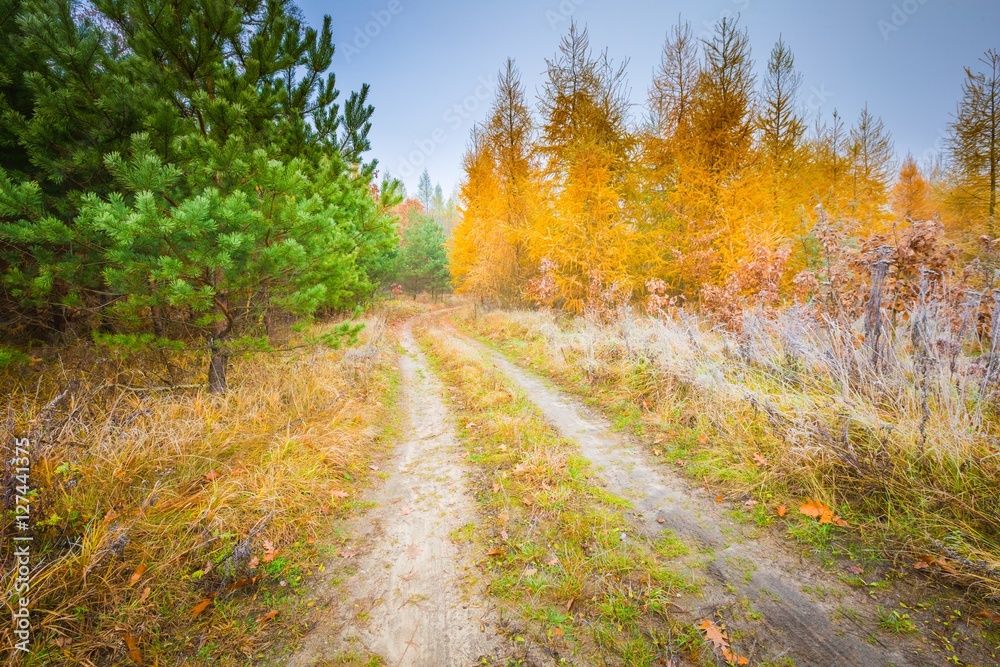 Early winter forest