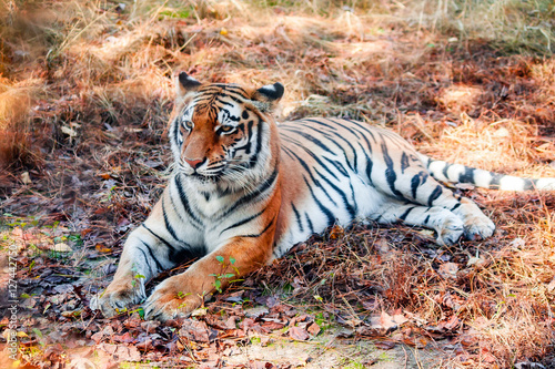 tiger at peace