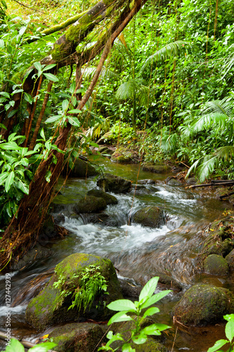 Tropical river