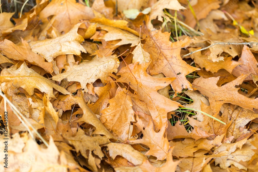 Dry oak leaves lying on ground Dry oak leaves lying on ground