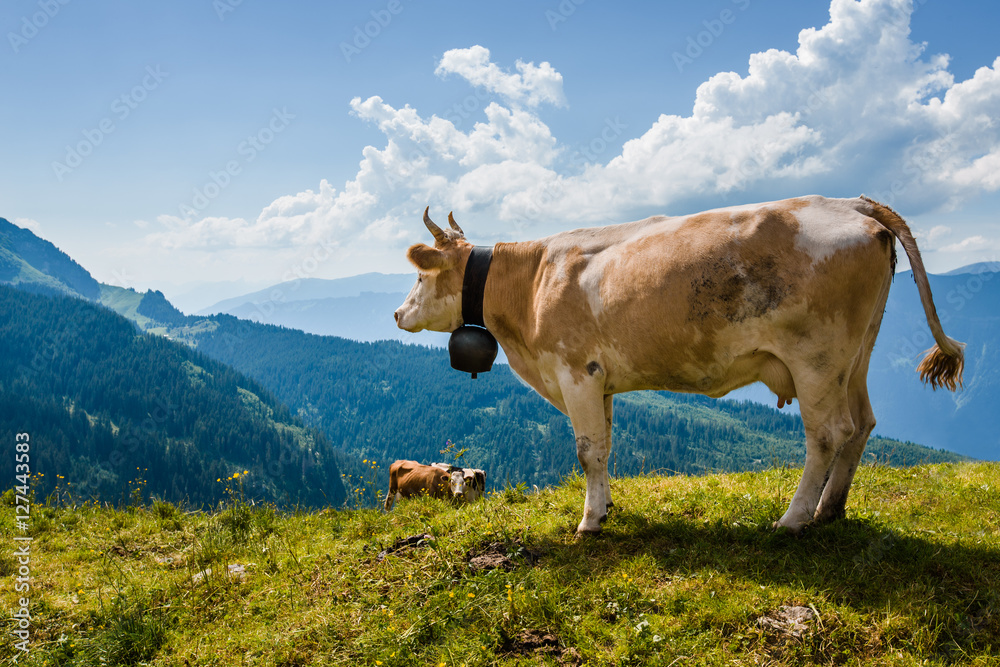 Cow overlooking Alps in Switzerland near Bachsee